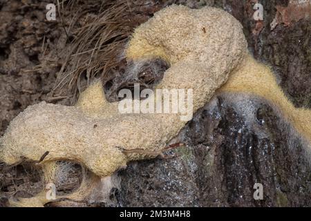 gros plan du moule slime du fuligo plasmodial sur l'écorce. Banque D'Images