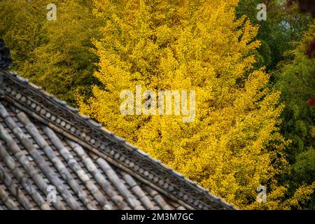Temple Koshoji à Nagoya, Aichi, Japon Banque D'Images