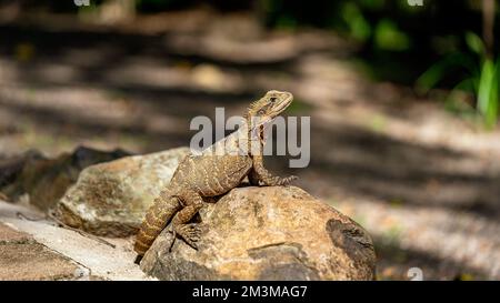 Lézard dragon australien assis immobile Banque D'Images