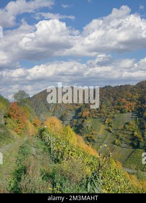 Sentier dans Vineyard, Ahrtal près de Bad Neuenahr-Ahrweiler avant Flood 2021, Allemagne Banque D'Images