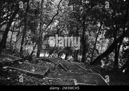 Photo en noir et blanc, photo monochrome d'une mangrove sur la côte de Pangandaran - Indonésie Banque D'Images