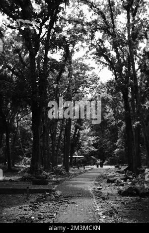 Photo en noir et blanc, photo monochrome d'une mangrove sur la côte de Pangandaran - Indonésie Banque D'Images