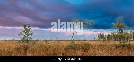 District de Miory, région de Vitebsk, Bélarus. Réserve naturelle de Yelnya. La Réserve de Yelnya (ou Elnya) est le plus grand complexe de marais du Bélarus. Couleurs vives et spectaculaires Banque D'Images