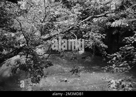 Photo en noir et blanc, photo monochrome d'une mangrove sur la côte de Pangandaran - Indonésie Banque D'Images