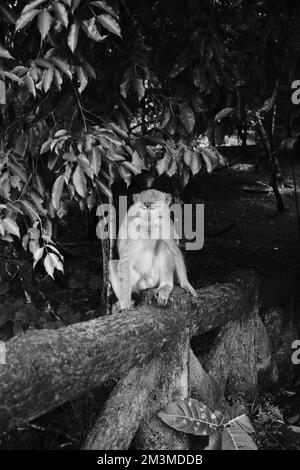Photo en noir et blanc, photo monochrome de singes qui se promènent sur la côte de Pangandaran - Indonésie Banque D'Images
