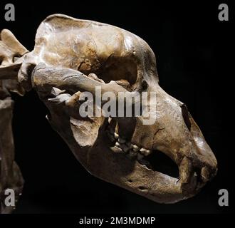 Cave Bear Skeleton Ursus spelaeus République Tchèque Moravia,quartair;il y a 100,000-10,000 ans. Banque D'Images