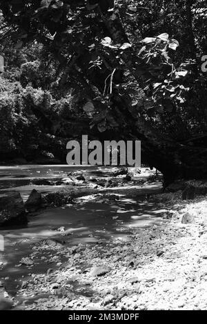 Photo en noir et blanc, photo monochrome d'une mangrove sur la côte de Pangandaran - Indonésie Banque D'Images