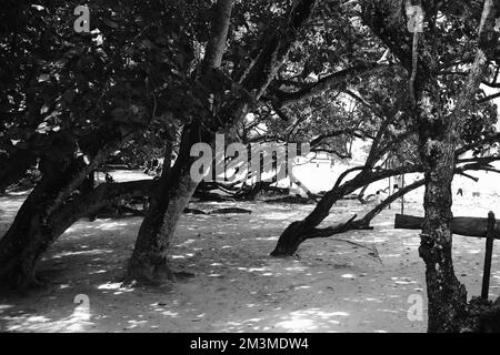 Photo en noir et blanc, photo monochrome d'une mangrove sur la côte de Pangandaran - Indonésie Banque D'Images