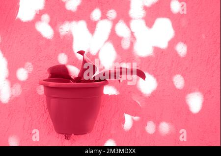 les plantes vertes habanthus dans les pots de fleurs sont attachés à un mur en béton rose. tons de magenta viva, couleur tendance de l'année 2023 Banque D'Images