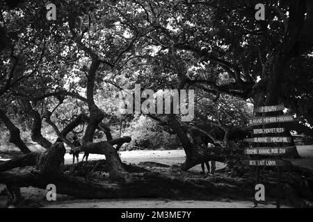 Photo en noir et blanc, photo monochrome d'une mangrove sur la côte de Pangandaran - Indonésie Banque D'Images