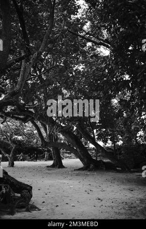 Photo en noir et blanc, photo monochrome d'une mangrove sur la côte de Pangandaran - Indonésie Banque D'Images