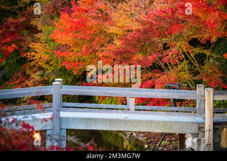 Nabana no Sato Illumination 2022 Banque D'Images