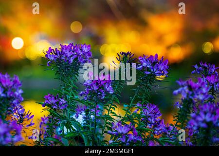 Nabana no Sato Illumination 2022 Banque D'Images