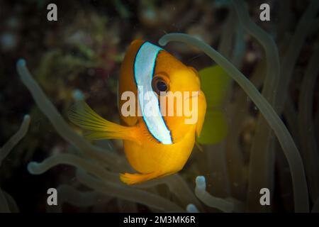 Clarks Anemonefish natation au-dessus d'un récif de corail sain - Banque D'Images