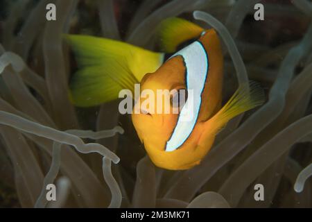 Clarks Anemonefish natation au-dessus d'un récif de corail sain - Banque D'Images