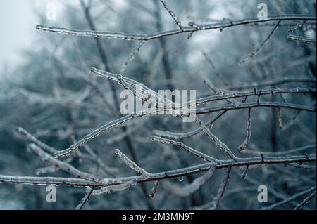 Pluie verglaçante hiver. Glaces sur la branche formée par la pluie verglaçante. Gros plan des glaçons suspendus de la branche recouverte de glace de la tempête de verglas d'hiver. Hiver glacé Banque D'Images