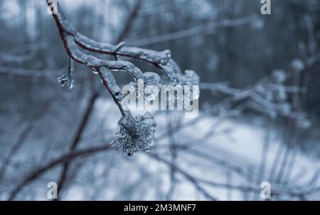 Pluie verglaçante hiver. Glaces sur la branche formée par la pluie verglaçante. Gros plan des glaçons suspendus de la branche recouverte de glace de la tempête de verglas d'hiver. Hiver glacé Banque D'Images