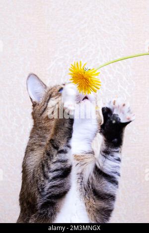 Tabby chat sniffant les pissenlits jaunes à la main de près Banque D'Images