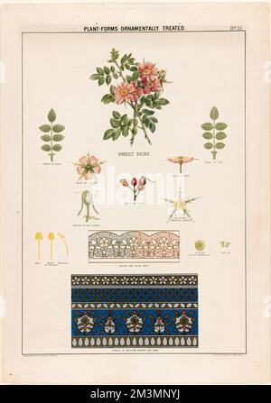 Plantes-formes ornementales traitées - doux briar , Roses, feuilles, décorations. Collection Louis Prang & Company Banque D'Images