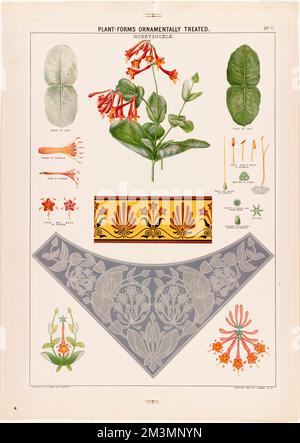 Plantes-formes ornementales traitées - chèvrefeuille , fleurs, feuilles, décorations. Collection Louis Prang & Company Banque D'Images