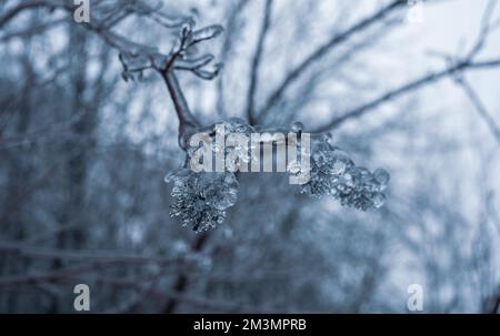 Pluie verglaçante hiver. Glaces sur la branche formée par la pluie verglaçante. Gros plan des glaçons suspendus de la branche recouverte de glace de la tempête de verglas d'hiver. Hiver glacé Banque D'Images