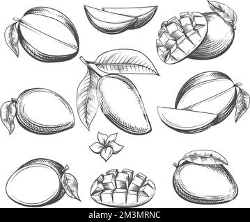 Gravure de fruits de mangue Illustration de Vecteur