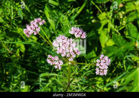 La commune de Valeriana officinalis, floraison dans le parc national de Berchtesgaden, district de Berchtesgadener Land, haute-Bavière, Allemagne, sur Ju Banque D'Images