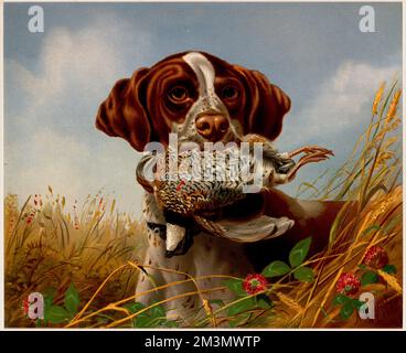 Pointeur et caille , chiens de chasse, cailles, animaux morts. Collection Louis Prang & Company Banque D'Images