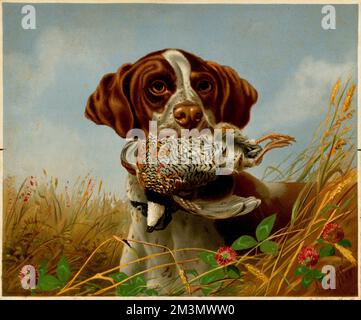Pointeur et caille , chiens de chasse, cailles, animaux morts. Collection Louis Prang & Company Banque D'Images