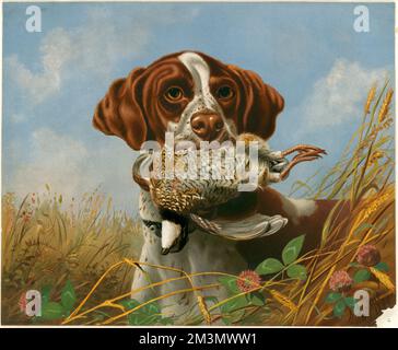 Pointeur et caille , chiens de chasse, cailles, animaux morts. Collection Louis Prang & Company Banque D'Images