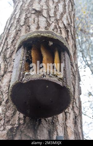 Nid d'abeille sauvage montrant la structure en nid d'abeille (ruche naturelle APIs mellifera) dans une grande boîte à oiseaux, Royaume-Uni Banque D'Images