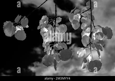 Photographie d'art boisé baigné dans une belle lumière de fin de soirée avec des images d'arbres en noir et blanc, une prise d'art de la nature l'été, Banque D'Images