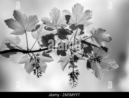 Photographie d'art boisé baigné dans une belle lumière de fin de soirée avec des images d'arbres en noir et blanc, un art de la nature en été, en t Banque D'Images