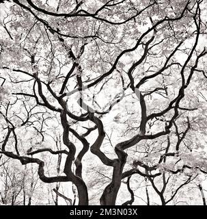 Image infrarouge noir et blanc de l'ancien bois de chêne une ancienne forêt royale médiévale de chasse avec des restes vivants et de chêne sessile à Brocton Coppi Banque D'Images