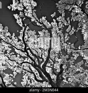 Image infrarouge noir et blanc de l'ancienne forêt de chênes une ancienne forêt de chasse royale médiévale avec des vestiges de chêne sessile Banque D'Images