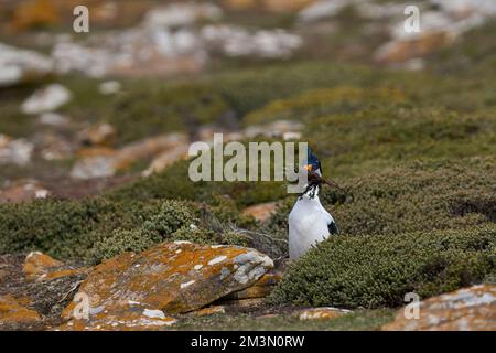 Le cerf impérial (Phalacrocorax atriceps albiventus) avec de la végétation à utiliser comme matériel de nidification sur l'île de Saunders, dans les îles Falkland Banque D'Images