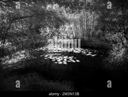 Photographie d'art semi-abstraite prise d'un étang de Lily boisé en utilisant dans l'appareil photo de multiples expositions en noir et blanc, une image de la nature Banque D'Images