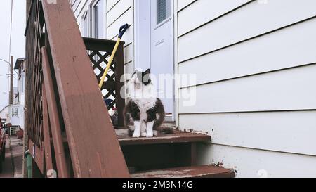 Un doux chat bicolore assis à la porte et bâillonné. Banque D'Images