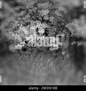 Photographie d'art boisé baigné dans une belle lumière de fin de soirée avec des images d'arbres en noir et blanc, une prise d'art de la nature en été, Banque D'Images