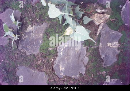 Les algues sont un terme informel désignant un groupe important et diversifié d'organismes eucaryotes photosynthétiques. C'est un groupement polyphylétique qui comprend des espèces provenant de multiples clades distincts. Les algues sont généralement identifiées par la couleur verte. Banque D'Images