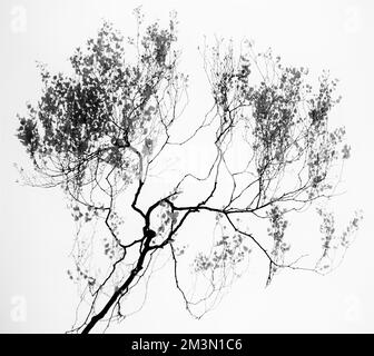 Photographie des beaux-arts d'arbres en noir et blanc, une image de la nature en été dans les forêts et les terres boisées de Cannock Chase AONB Banque D'Images