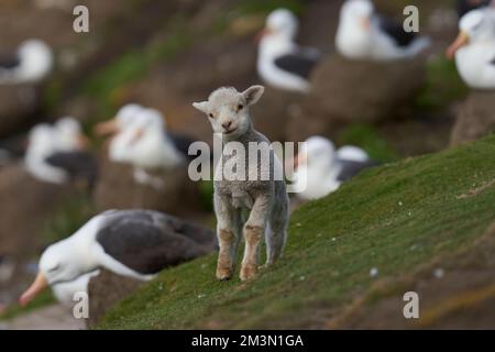 Moutons et agneau pageant dans une rookerie d'albatros brun noir (Thalassarche melanophrys) sur les falaises de l'île Saunders dans les îles Falkland. Banque D'Images