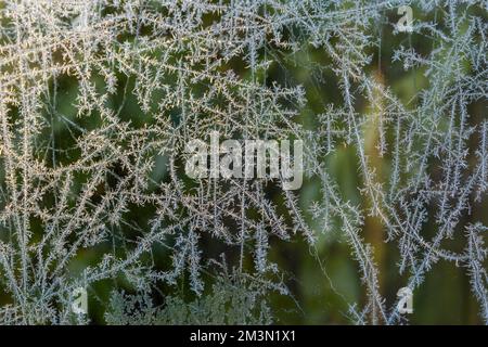 Poole, Dorset Royaume-Uni. 16th décembre 2022. Météo au Royaume-Uni : une matinée froide à Poole, Dorset crée de beaux motifs délicats de gel de la nature sur le verre. Crédit : Carolyn Jenkins/Alay Live News Banque D'Images