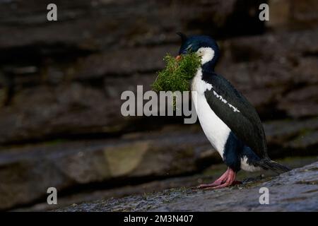 Le cerf impérial (Phalacrocorax atriceps albiventus) avec de la végétation à utiliser comme matériel de nidification sur l'île de Saunders, dans les îles Falkland Banque D'Images