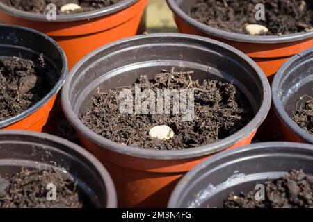 Plantation de graines, graines de courgettes semées dans des pots individuels dans un jardin au printemps, Royaume-Uni Banque D'Images