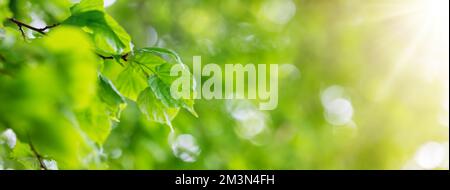 Vue panoramique sur la branche de l'arbre de tilleul avec de jeunes feuilles. Banque D'Images