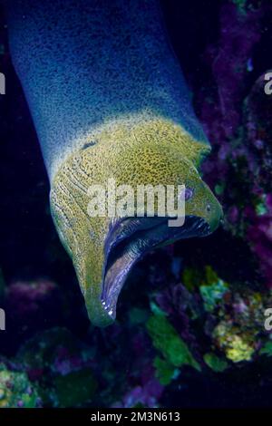 Une grande anguille moray avec de grandes dents acérées se cachant dans le récif de corail coloré dans la mer Rouge en Égypte. Plongée sous-marine photographie sous-marine Banque D'Images