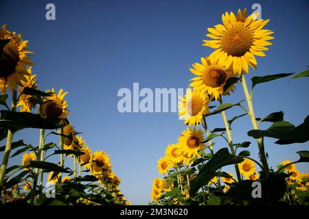 Documentation photographique avec un cliché de dessous d'un champ de tournesols en pleine floraison Banque D'Images