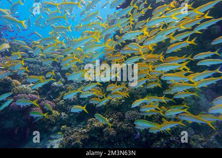 Magnifique poisson de chèvre, poisson de chèvre natation dans la mer Rouge en Egypte. Eau bleue. Détendu, Hurghada, Charm El Sheikh, Animal, plongée sous-marine, Océan, Sous l'eau Banque D'Images