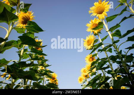Documentation photographique avec un cliché de dessous d'un champ de tournesols en pleine floraison Banque D'Images